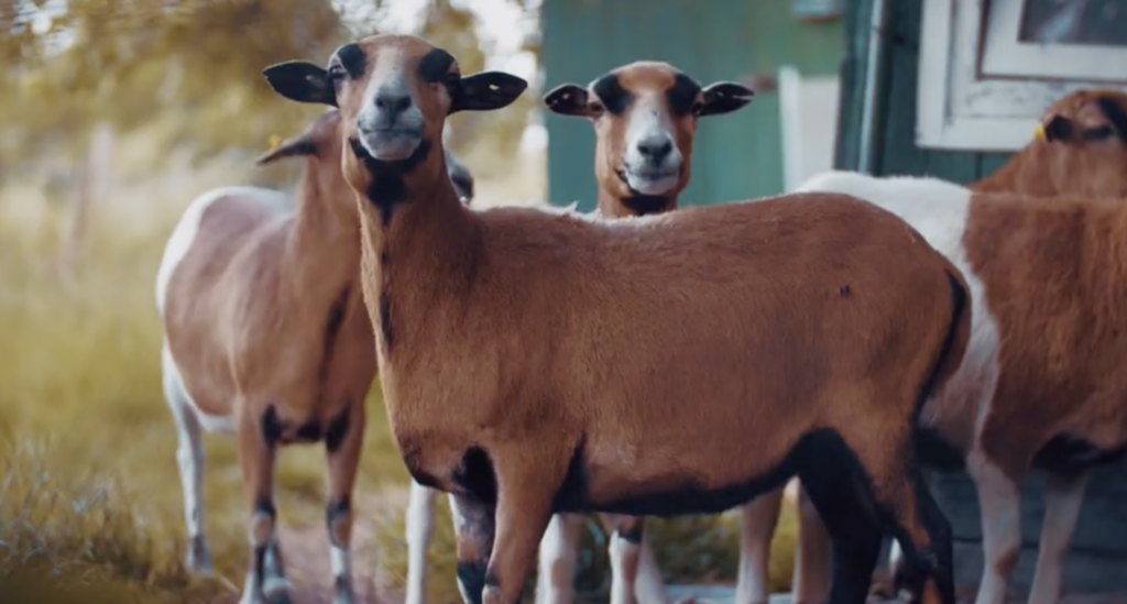 Musikvideo – Koos van Rij · Veganize-It
